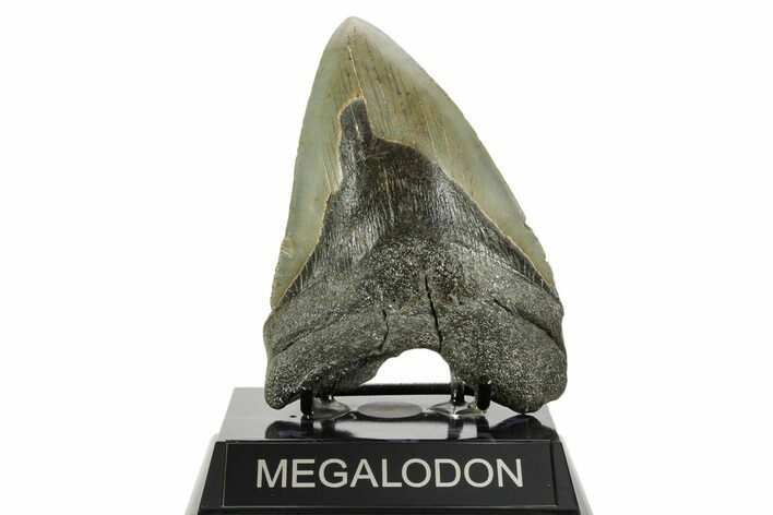 Fossil Megalodon Tooth - North Carolina #367916